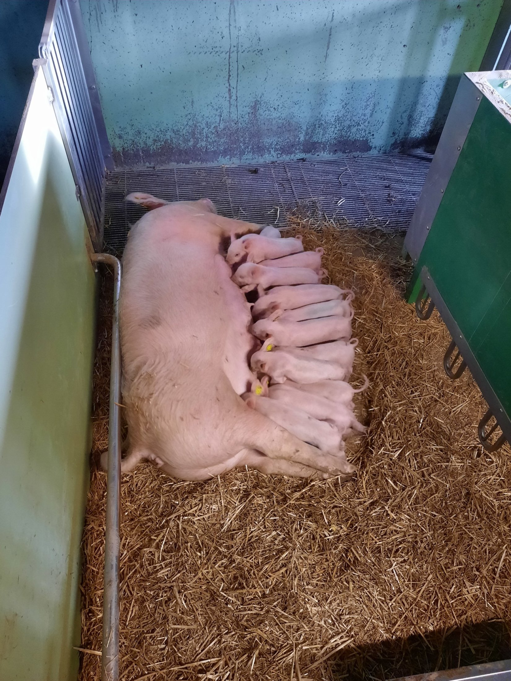 4 Mutterschwein mit Ferkel